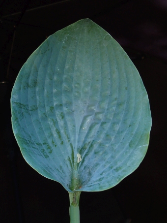 Hosta ×tardiana