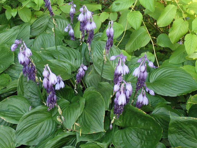 Hosta ventricosa