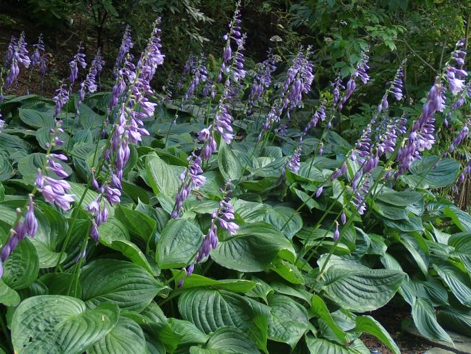 Hosta ventricosa