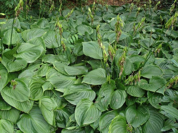 Hosta ventricosa