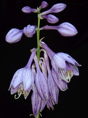 Hosta ventricosa