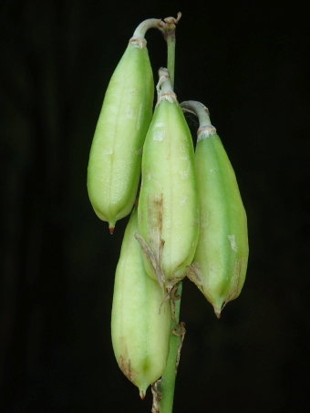 Hosta ventricosa