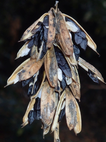 Hosta ventricosa