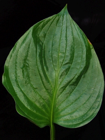 Hosta ventricosa