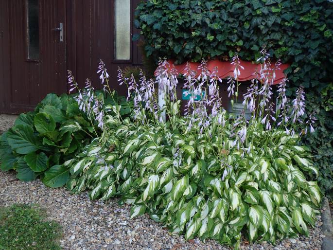 Hosta ×undulata