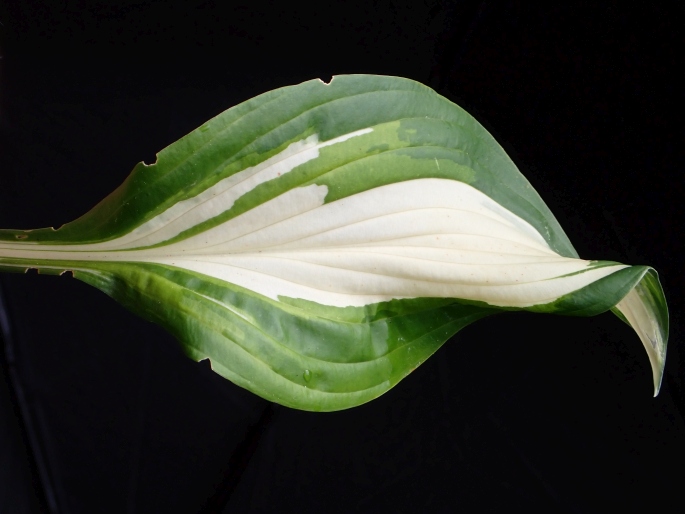 Hosta ×undulata