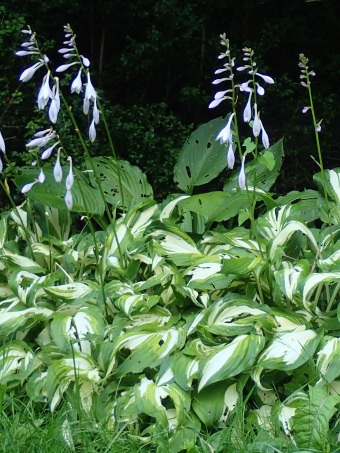 Hosta ×undulata