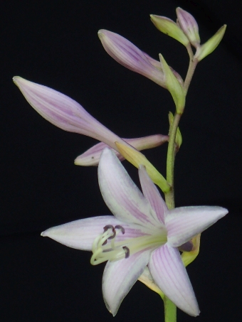 Hosta ×undulata