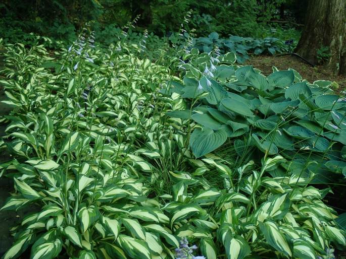 Hosta ×undulata