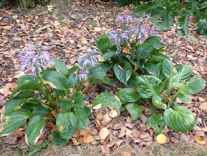 Hosta yingeri