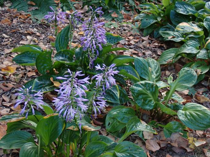 Hosta yingeri