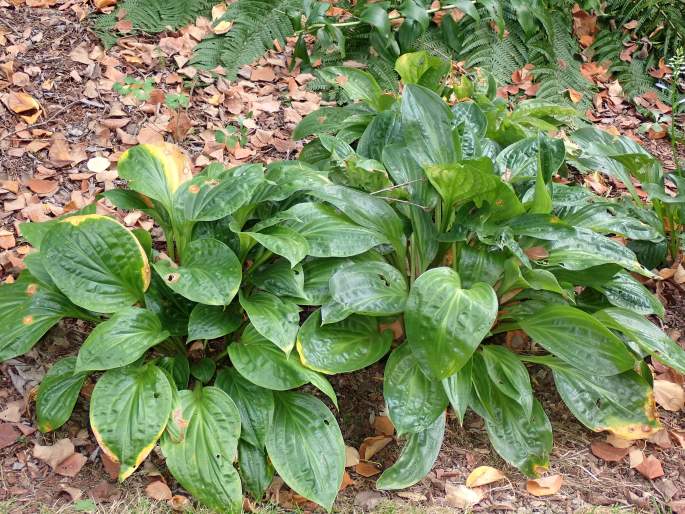 Hosta yingeri