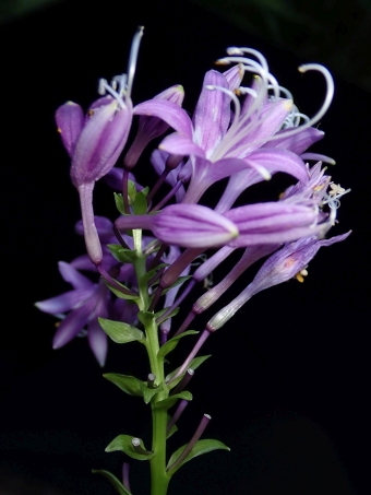 Hosta yingeri