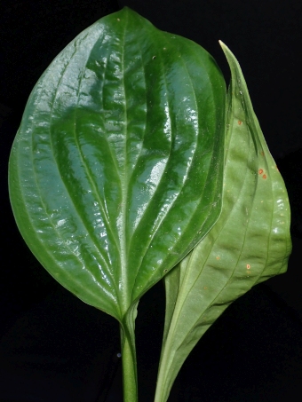 Hosta yingeri