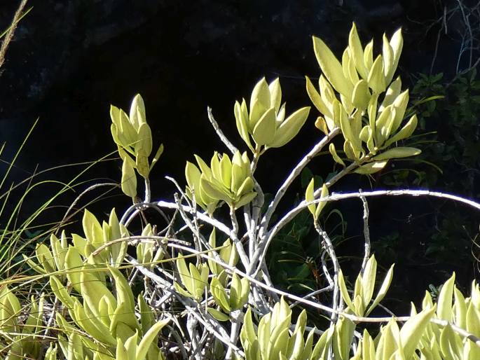 Hoya australis subsp. rupicola