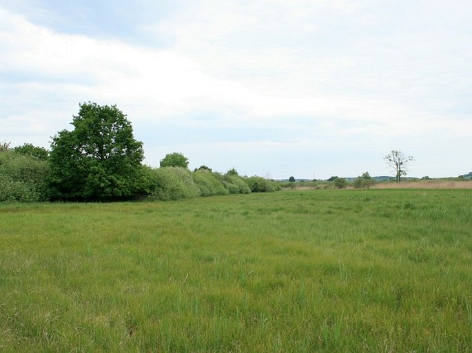 Všetatské Polabí, Hrabanovská černava – národní přírodní památka