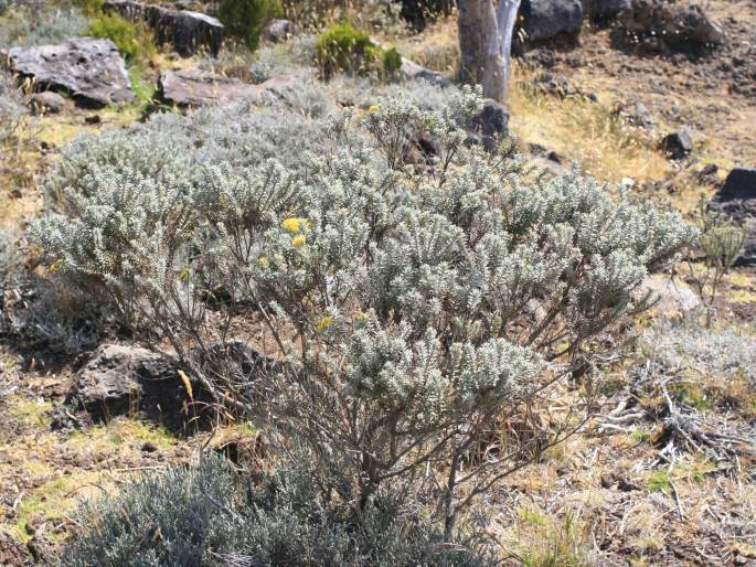 Hubertia tomentosa