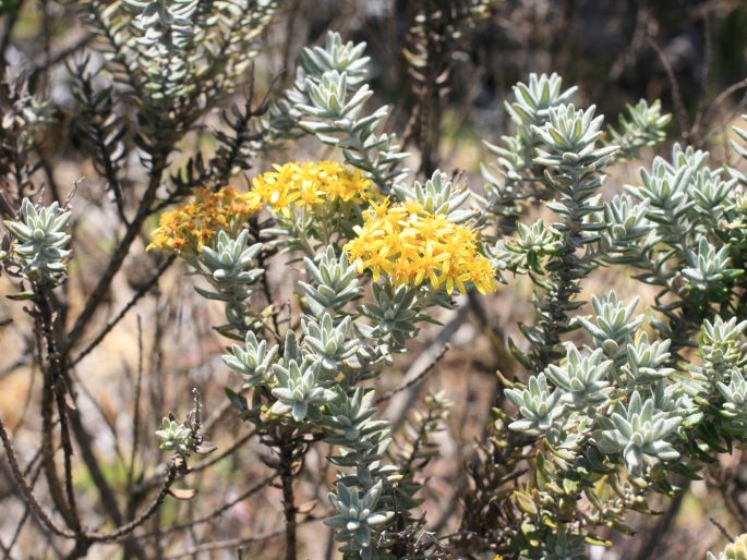 Hubertia tomentosa