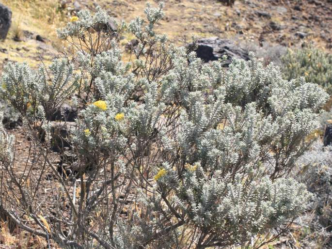 Hubertia tomentosa