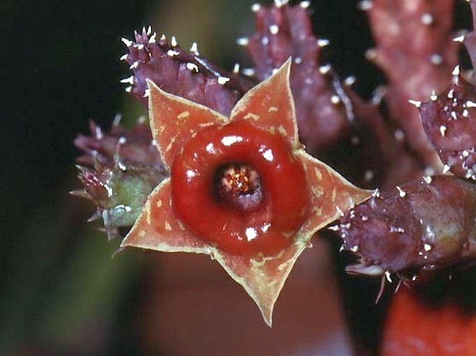 Huernia insigniflora