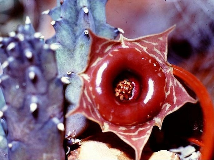 Huernia insigniflora