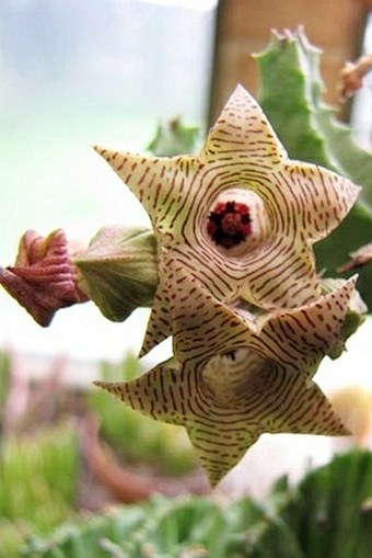 Huernia thuretii