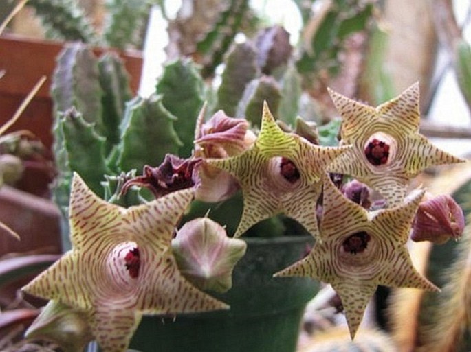 Huernia thuretii