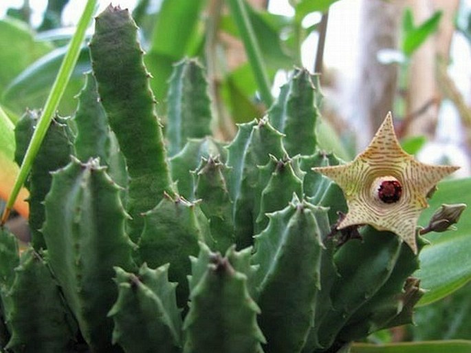 Huernia thuretii