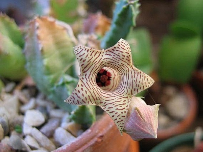 Huernia thuretii