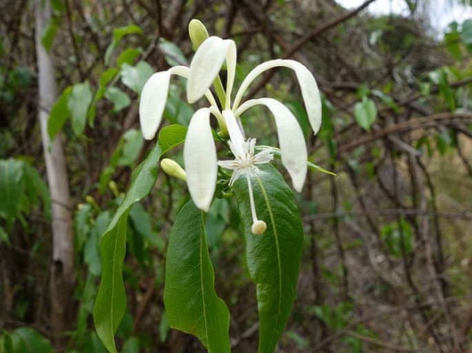 HUMBERTIOTURRAEA GRANDIDIERI (Baill.) Cheek