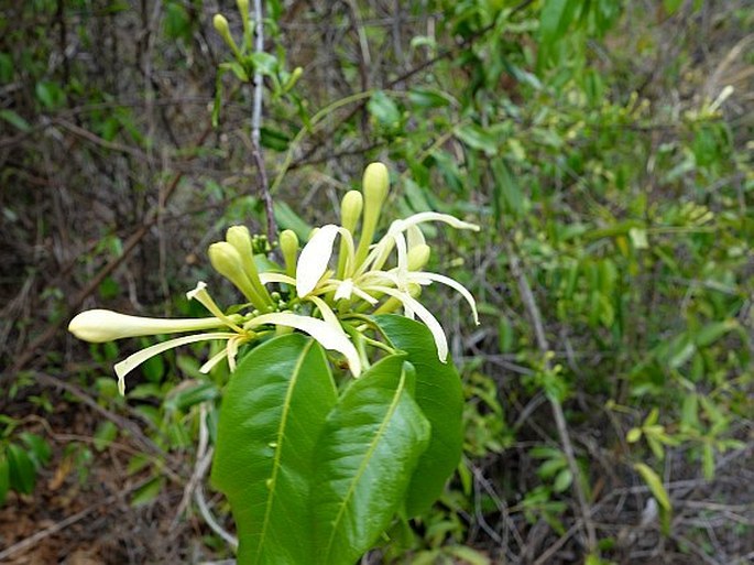 Humbertioturraea grandidieri