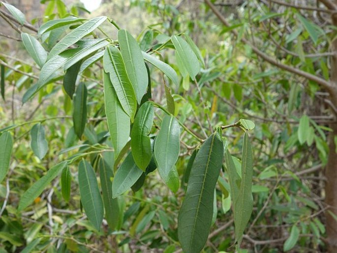 Humbertioturraea grandidieri