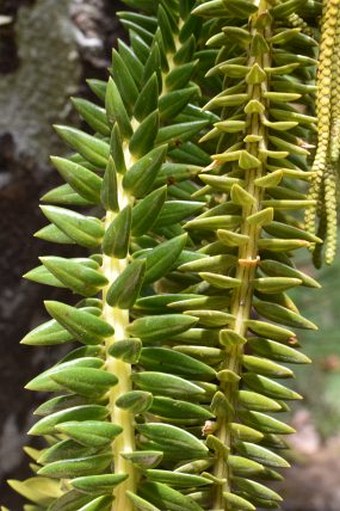 Huperzia phyllantha