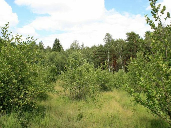 Plzeňská pahorkatina, Hůrky - přírodní rezervace