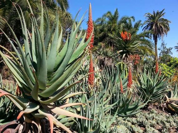 Huntington Botanical Gardens