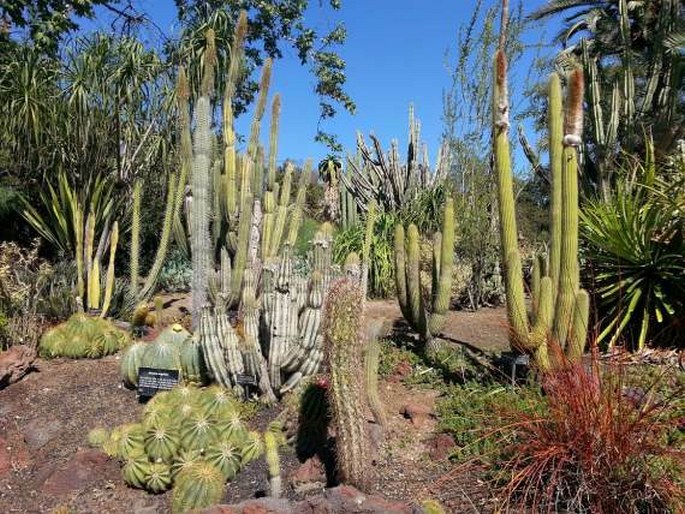 Huntington Botanical Gardens