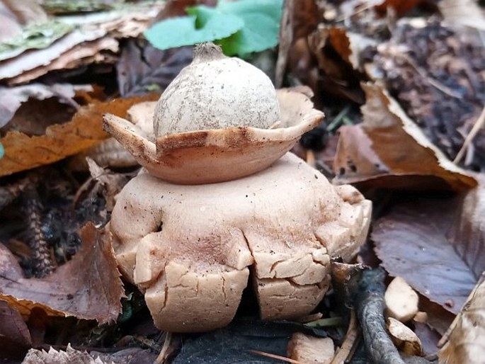 Geastrum triplex