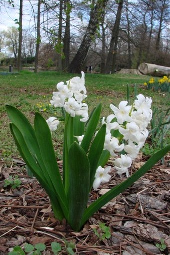 Hyacinthus orientalis