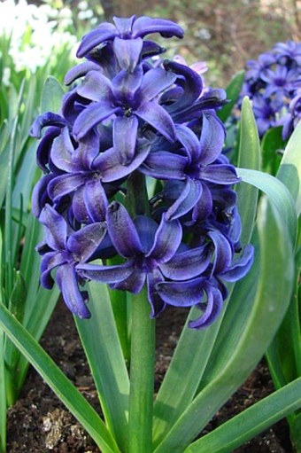 Hyacinthus orientalis