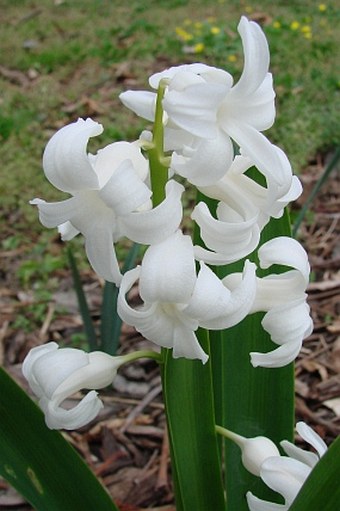 Hyacinthus orientalis