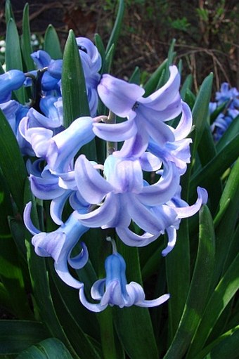 Hyacinthus orientalis