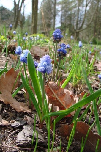 Pseudomuscari azureum