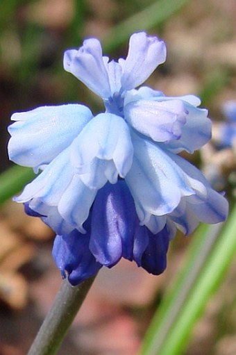 Pseudomuscari azureum