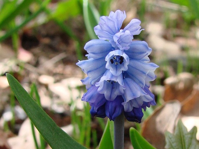 HYACINTHELLA LEUCOPHAEA (K. Koch) Schur – hyacintka bělavá