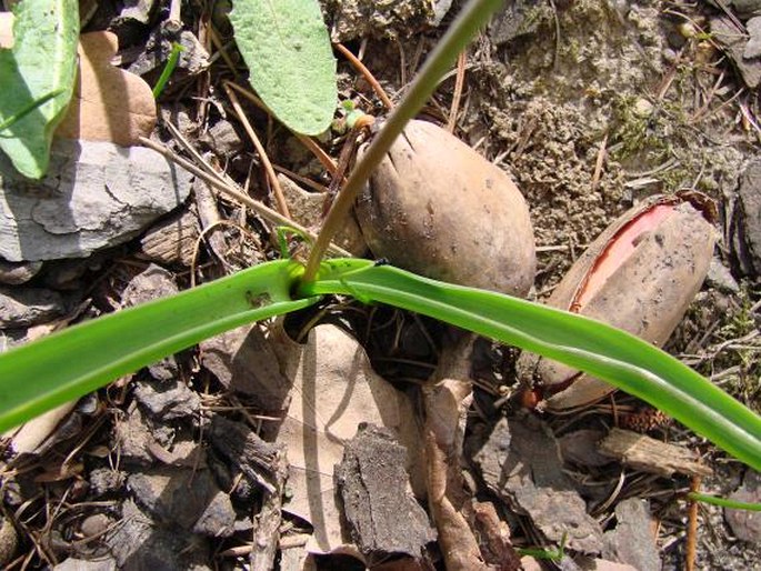 Muscari azureum