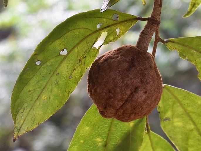 Hydnocarpus alpina