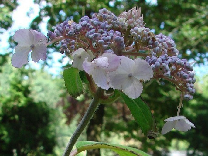 Hydrangea aspera