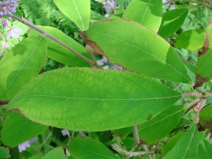 Hydrangea aspera