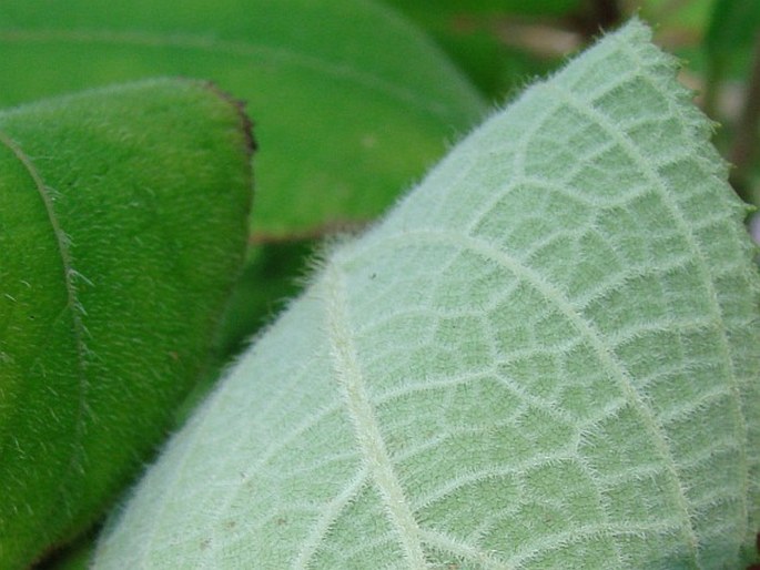 Hydrangea aspera