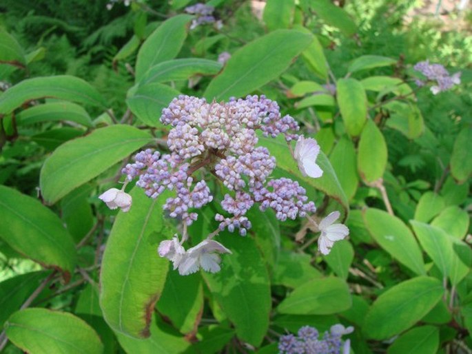 Hydrangea aspera